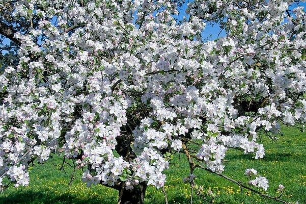 Blossoming apple tree_Eastern Styria | © Tourismusverband Oststeiermark